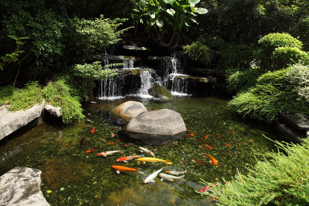pond with koi fish