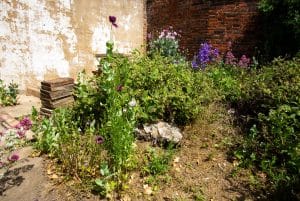 New Orleans Lawn Care From Big Easy Lawn Care