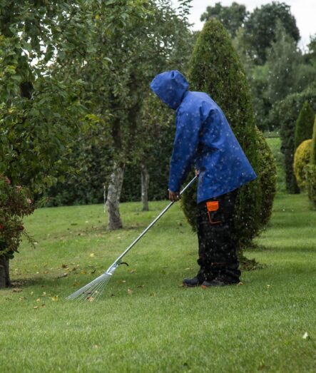 Raking a lawn to remove thatch and revive the grass