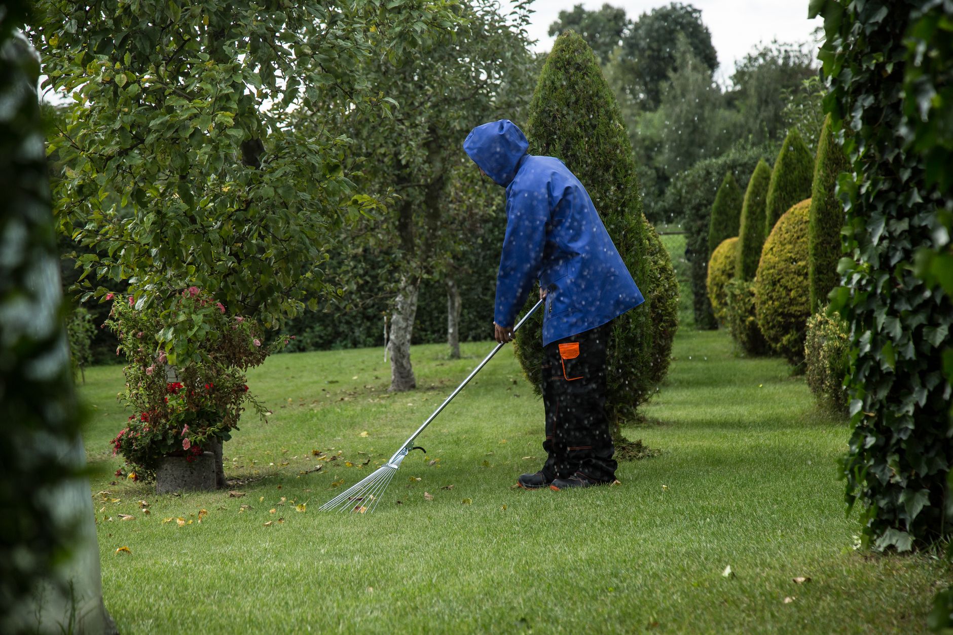 Raking a lawn to remove thatch and revive the grass