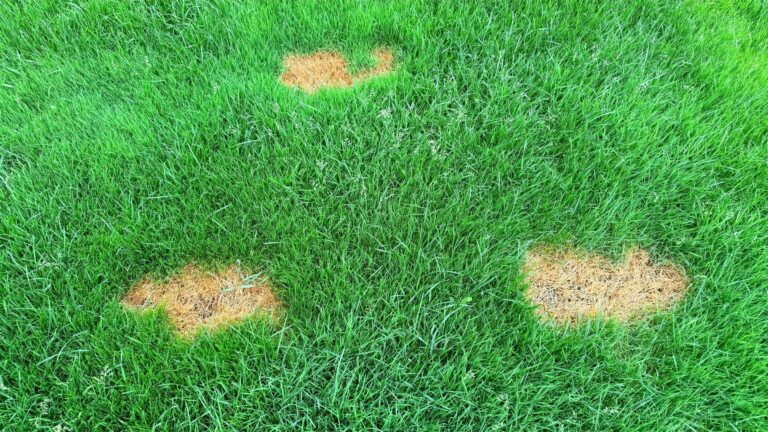 Round patches of dead brown grass in a green lawn
