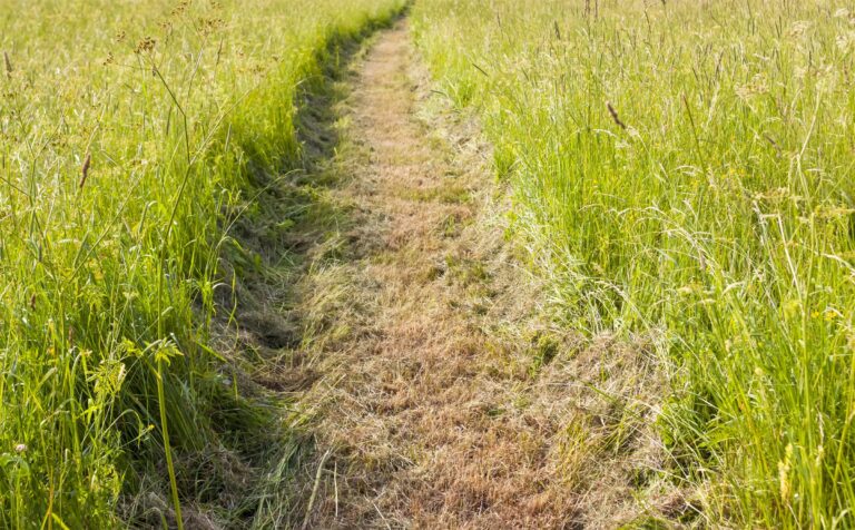 Worn path pressed into grass by repeated foot traffic