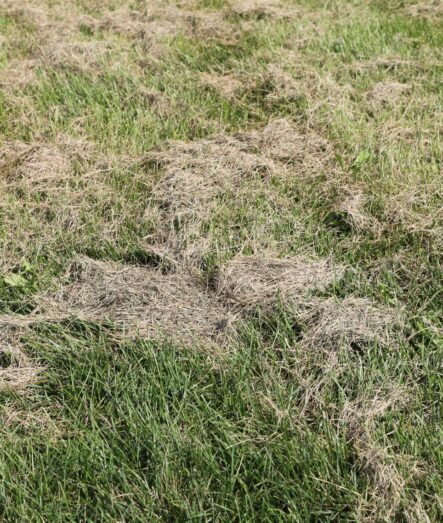 Thin lawn with patches of dead and bare grass