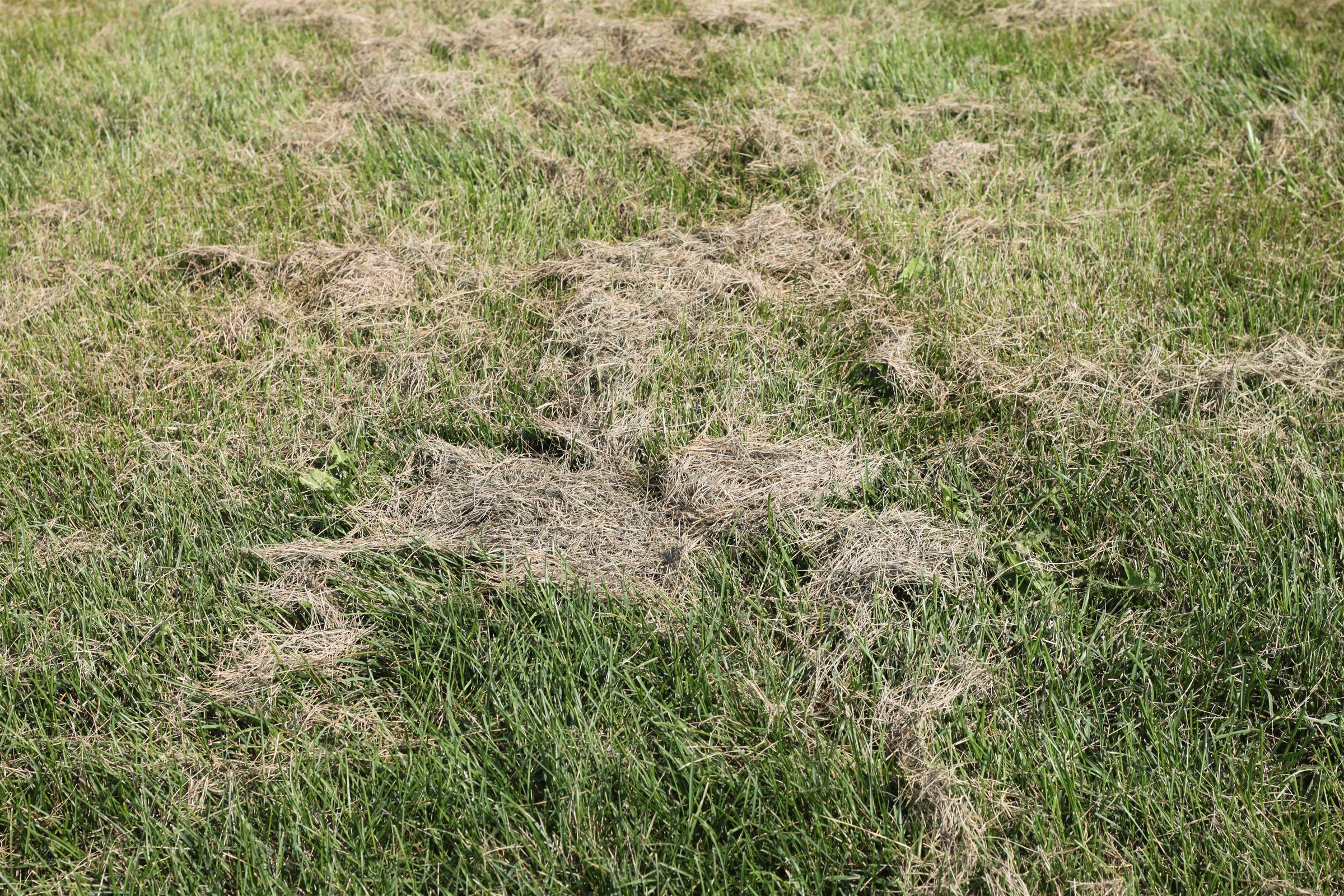 Thin lawn with patches of dead and bare grass