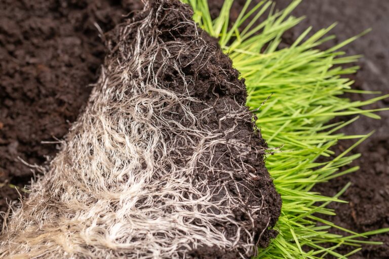 Grass plug with its root mass set into dark soil