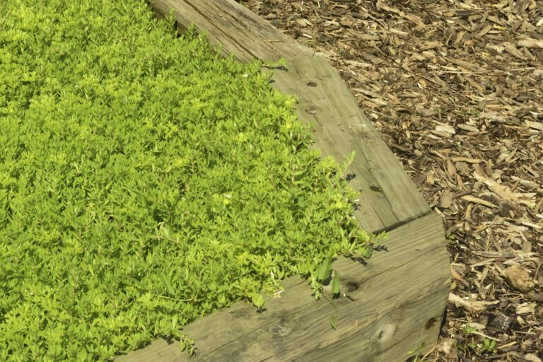 Timber-edged garden bed with low ground cover beside wood chip mulch