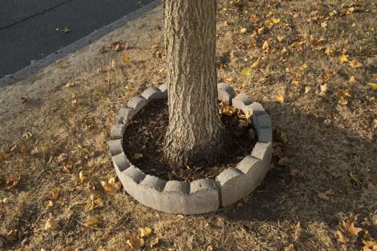Tree trunk inside a ring of stone edging with soil around the base