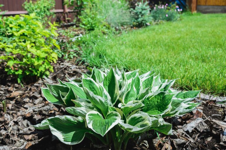 Variegated hosta growing in a mulched bed beside the lawn