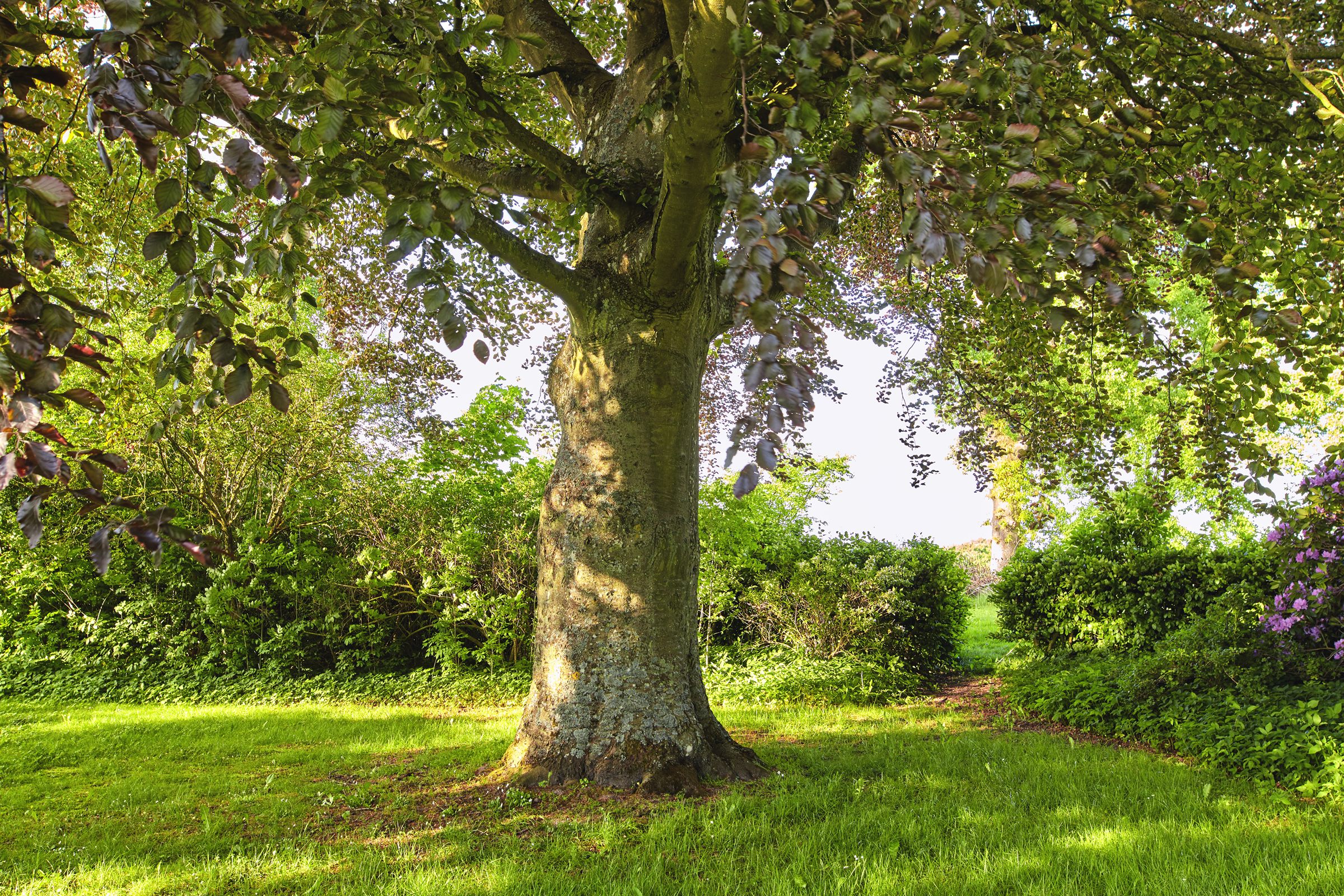 Large tree casting shade over the grass beneath its canopy