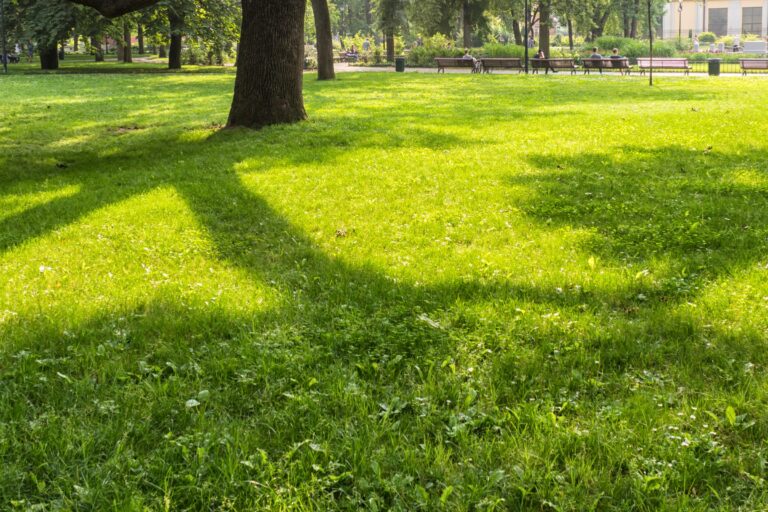 Tree shadows falling across a park lawn