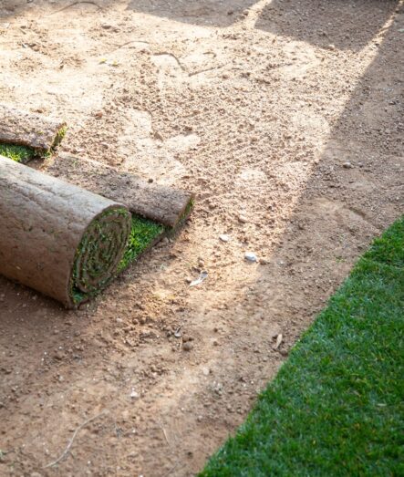 Rolls of fresh sod on prepared soil next to a newly laid strip