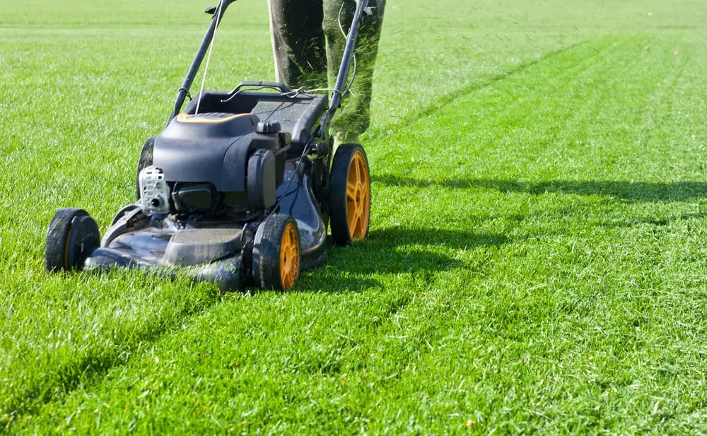 Black push mower cutting even stripes into a green lawn
