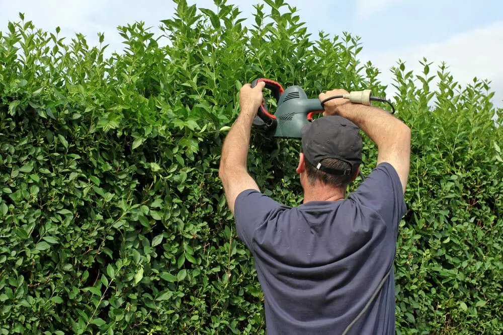 Worker seen from behind in a cap and gray shirt shaping the top of a tall green hedge with an electric trimmer