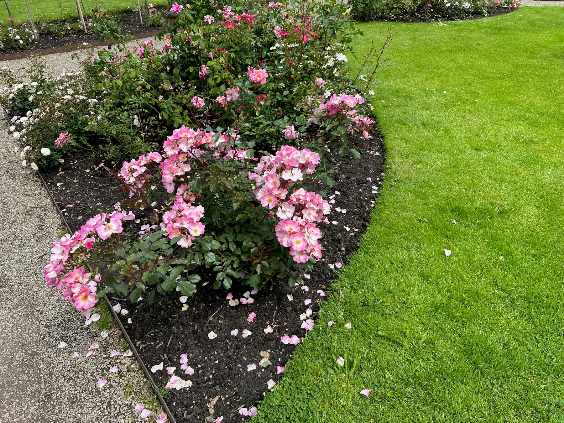 Curved border bed of pink roses in dark mulch edged cleanly against a lawn