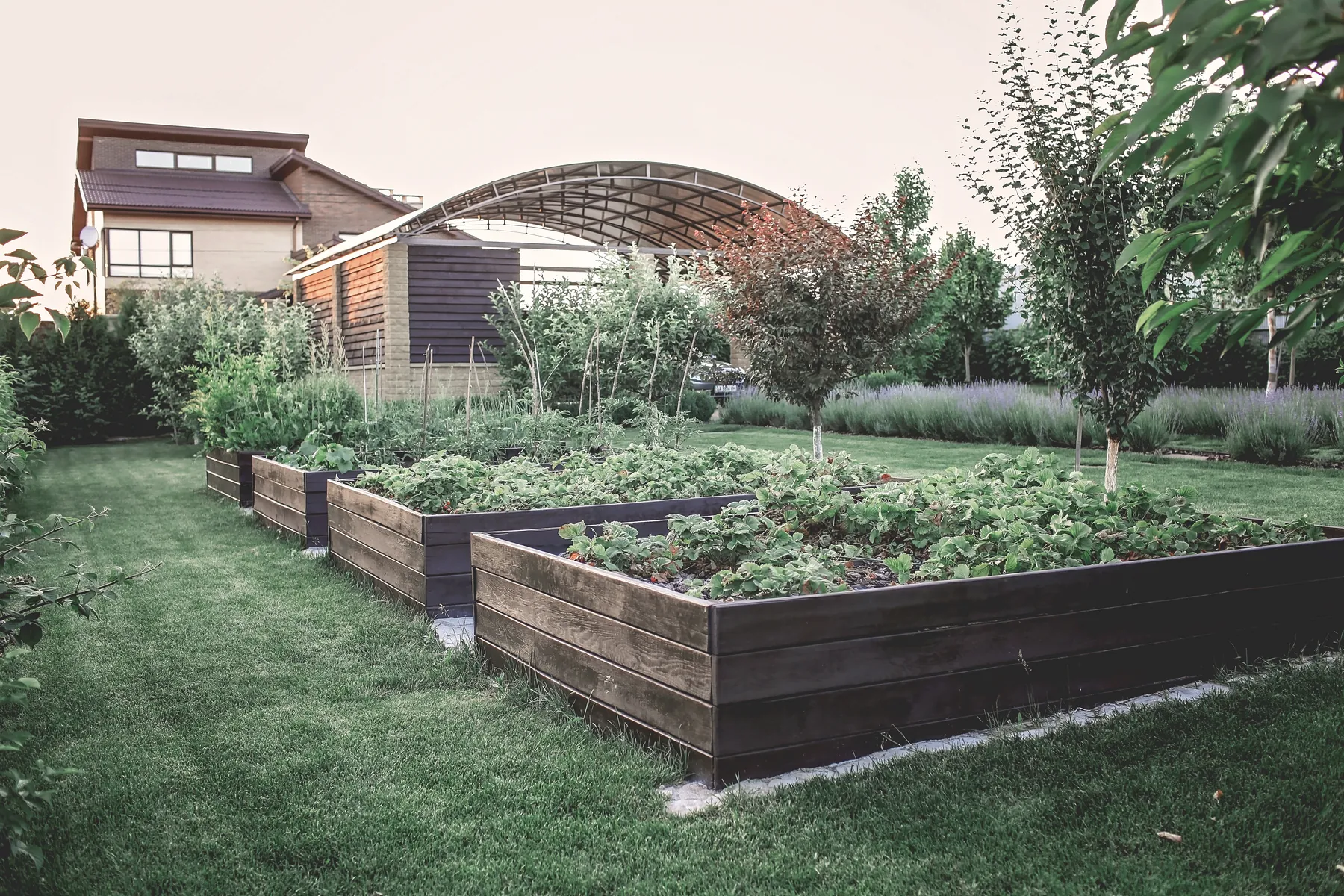 Row of planted wooden raised garden beds in a suburban backyard lawn