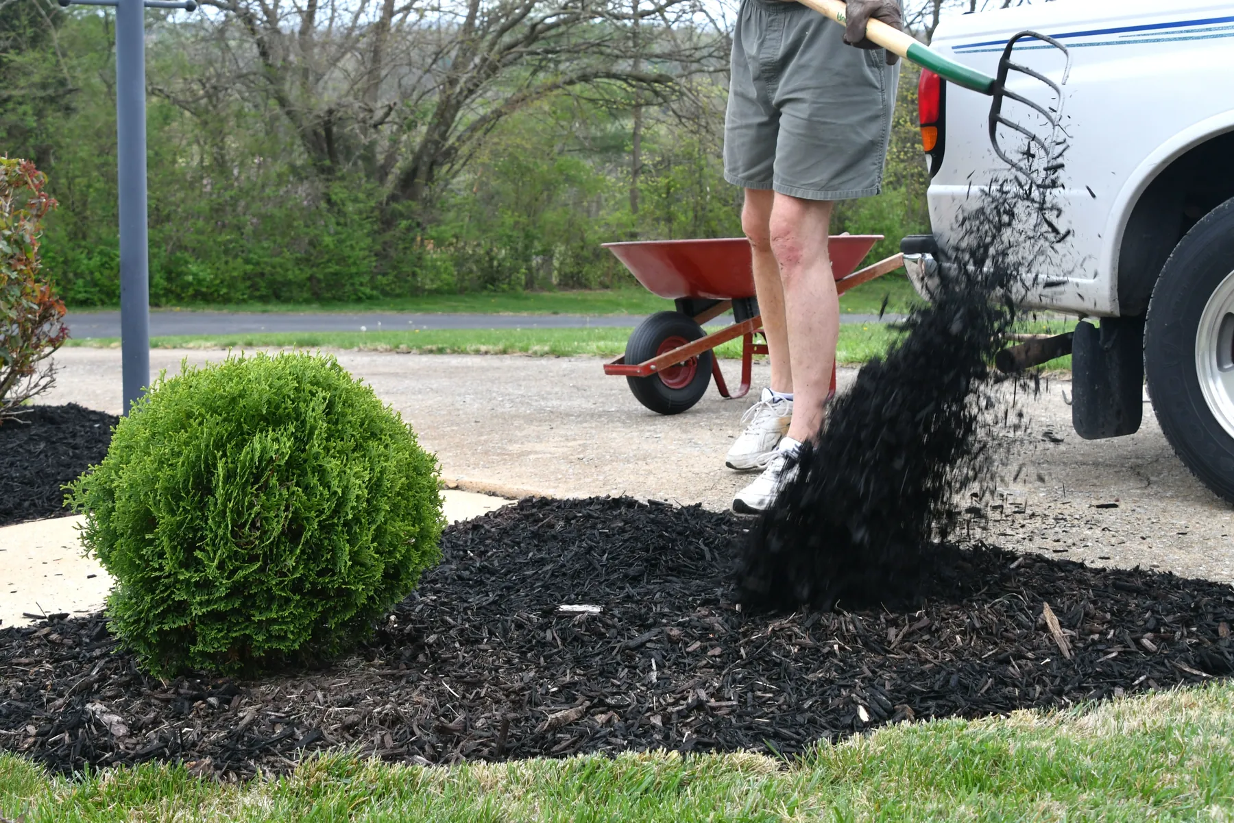 New shrub bed being finished with fresh black mulch, a wheelbarrow nearby