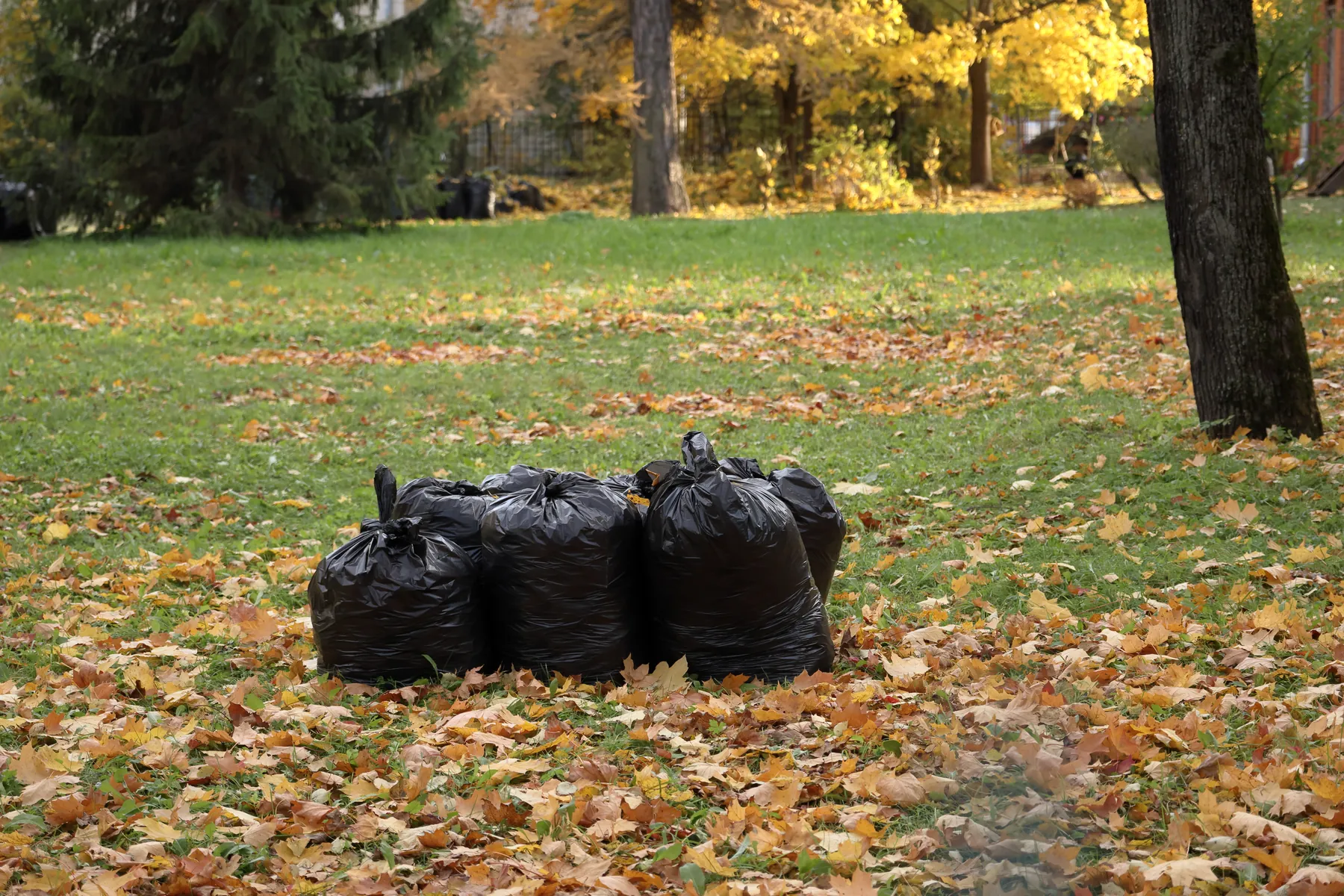 Black bags of collected leaves set out on a lawn for hauling