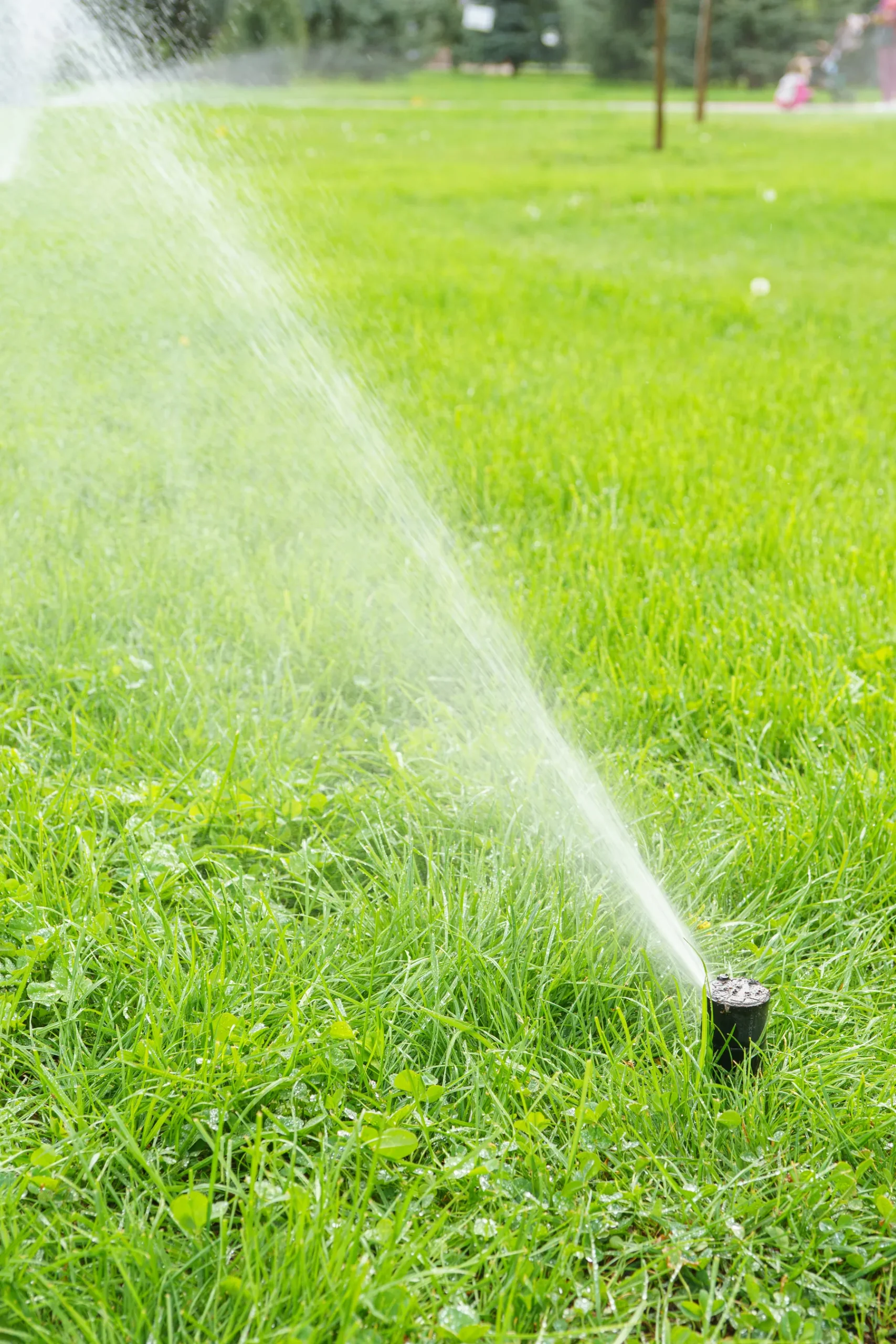 Pop-up sprinkler watering a large open lawn in a park