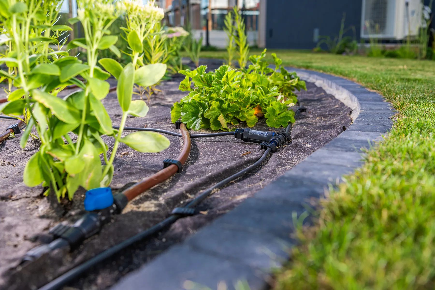Drip irrigation line with emitters running through a planted garden bed beside a lawn