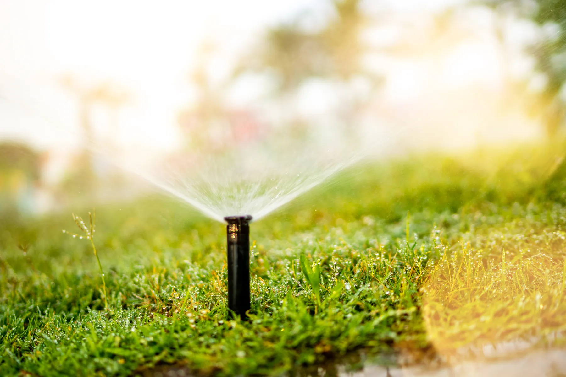 Pop-up sprinkler head spraying a fan of water across a green lawn