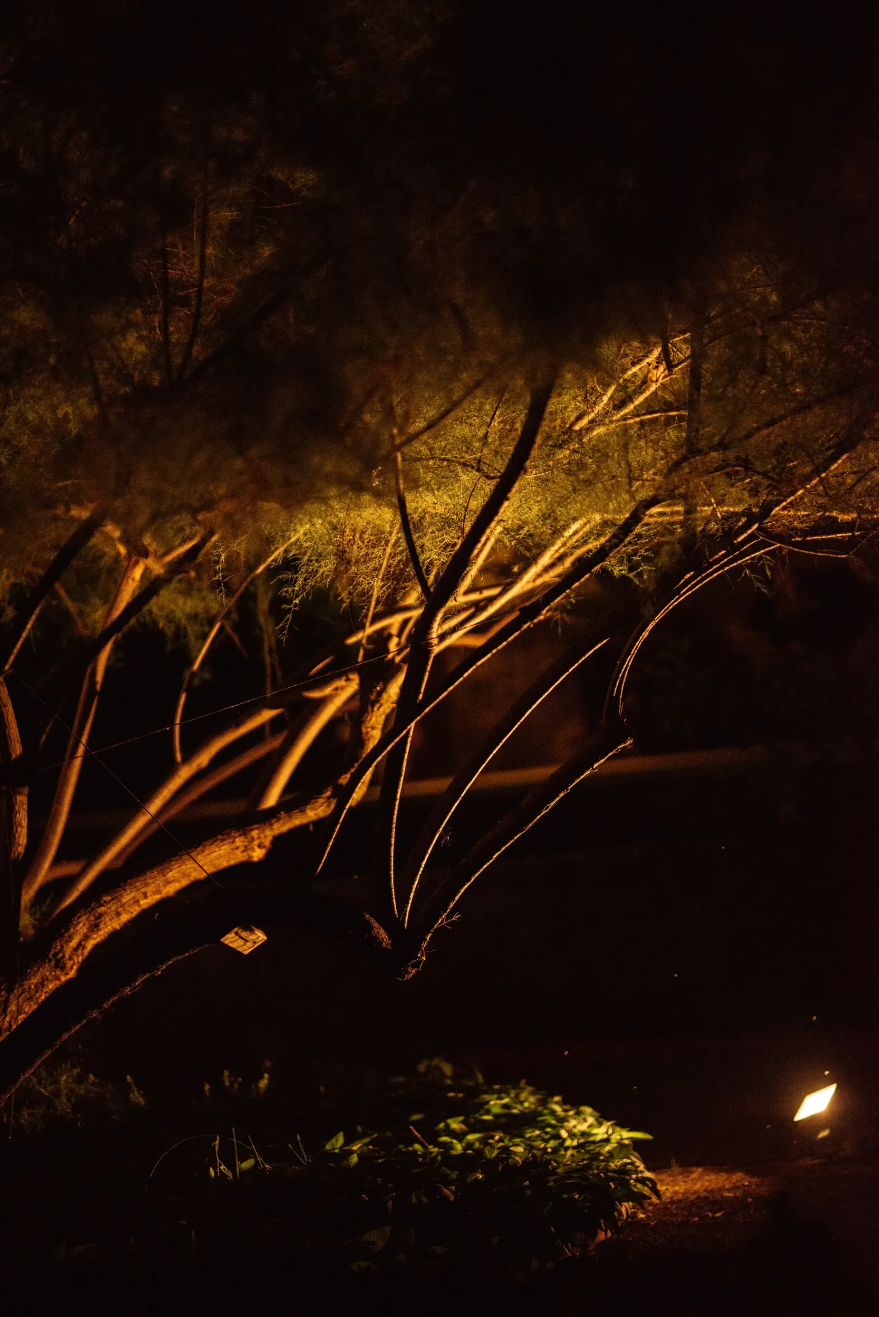Ground spotlight washing warm light up through the branches of a tree at night