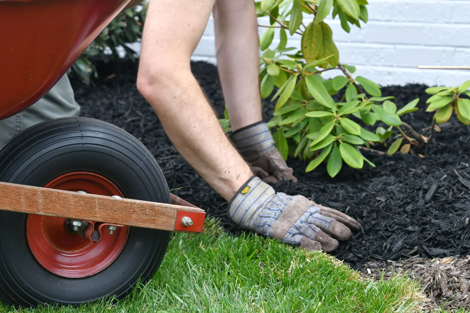 Gloved hands spreading black mulch around a shrub next to a wheelbarrow