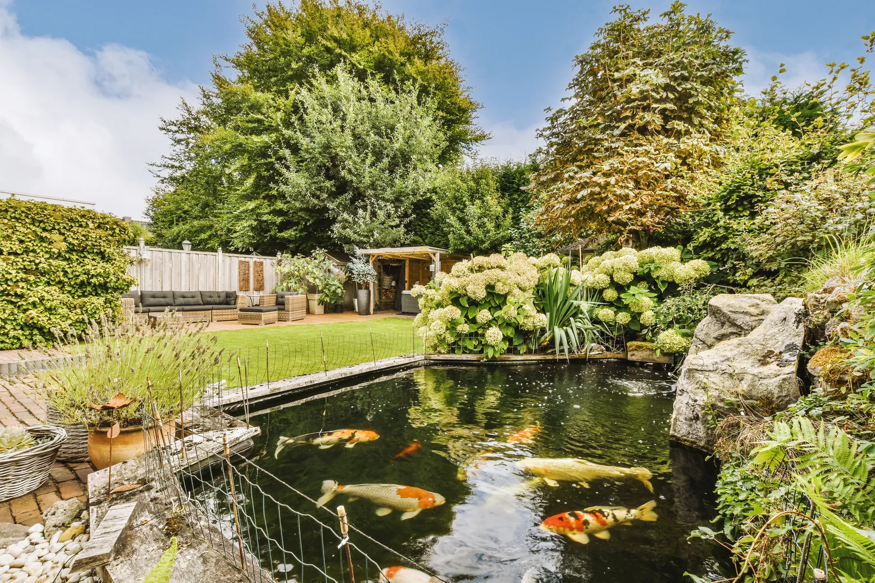 Straight-edged koi pond set into a garden with a lawn, hydrangeas and a fence
