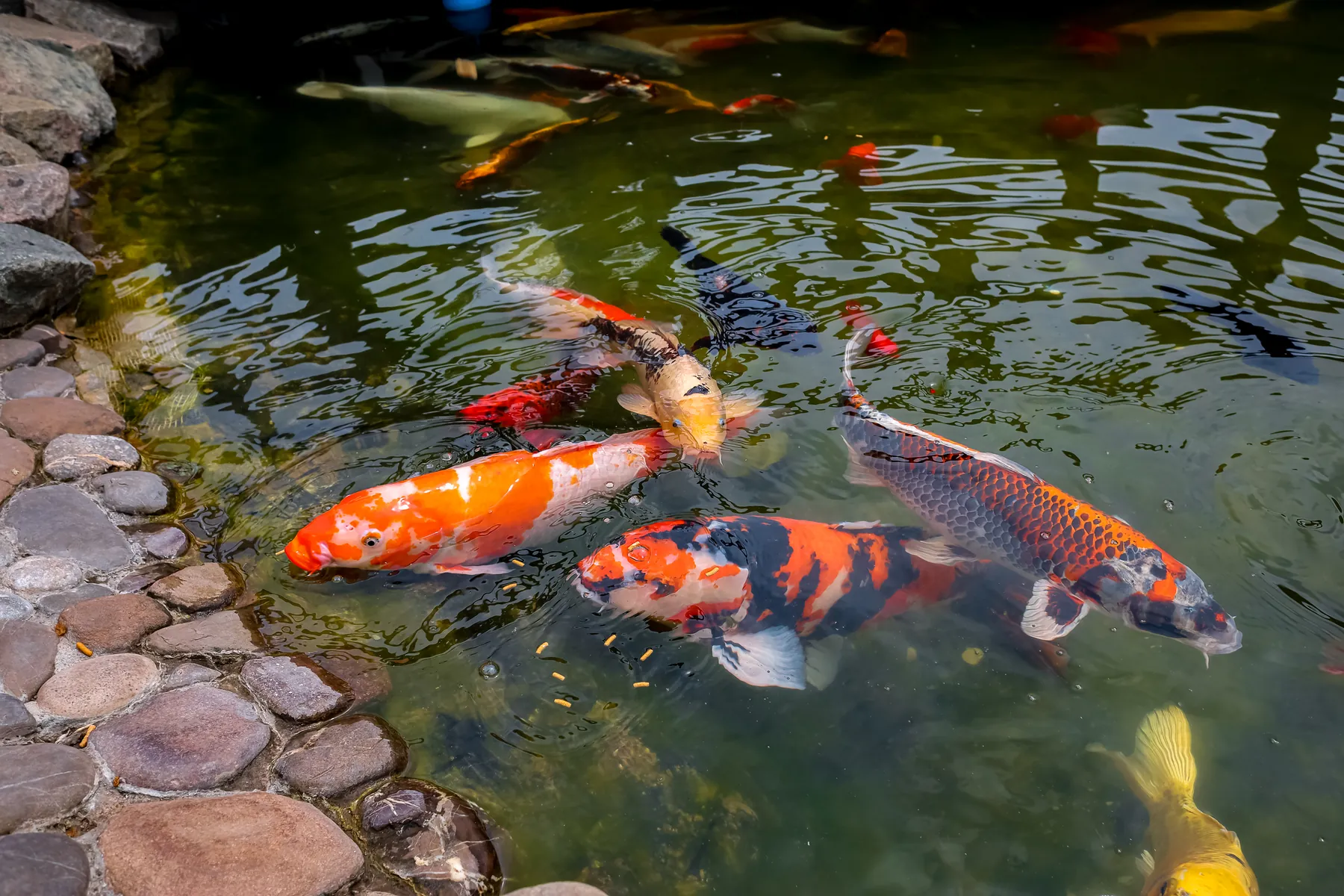 Orange, white and black koi swimming beside the rounded stone edge of an outdoor pond