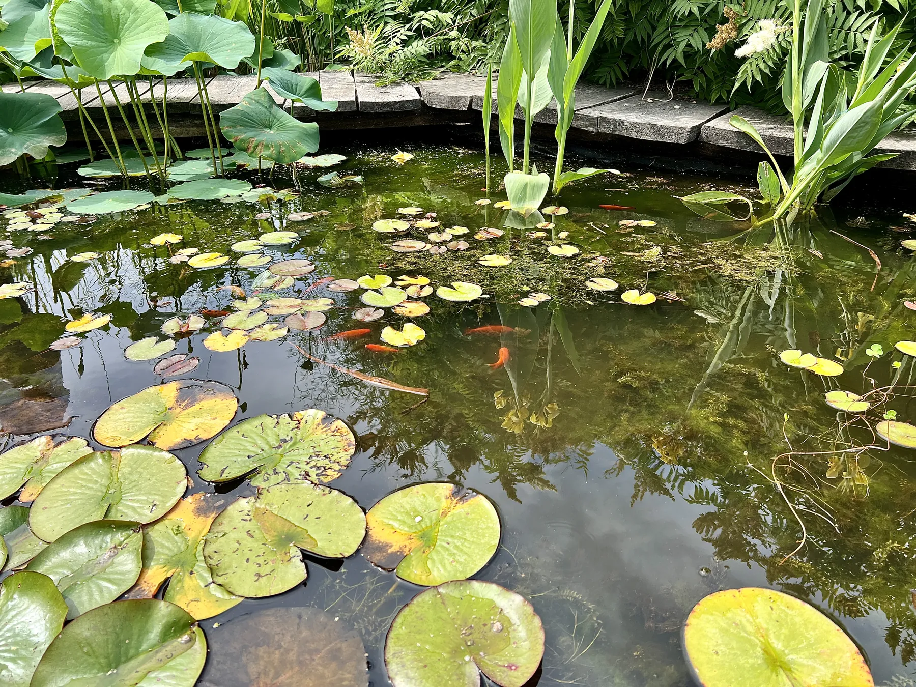 Garden pond with lily pads, water plants and small orange fish beside a stone edge