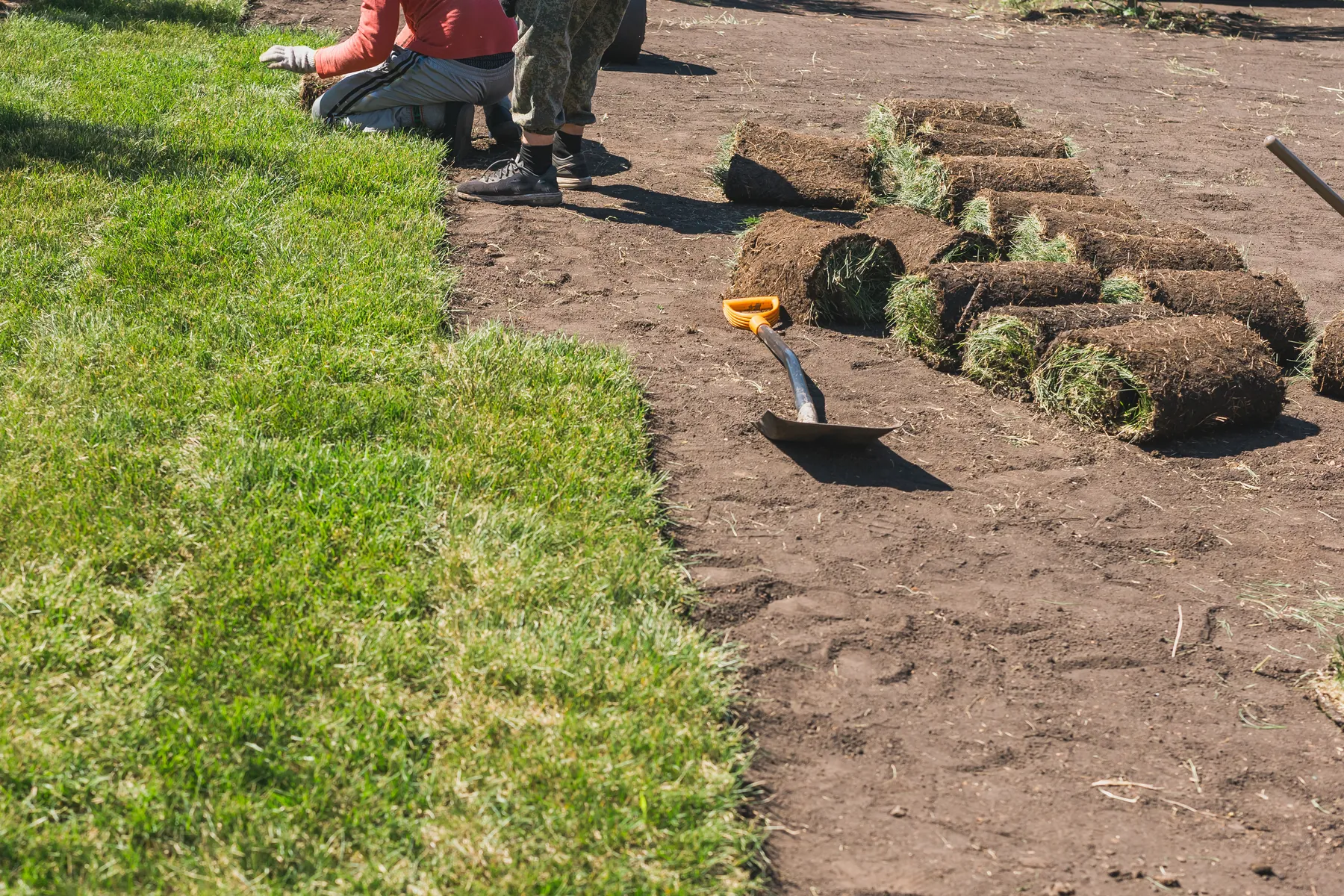 Fresh sod rolls being laid on prepared soil to restore a lawn