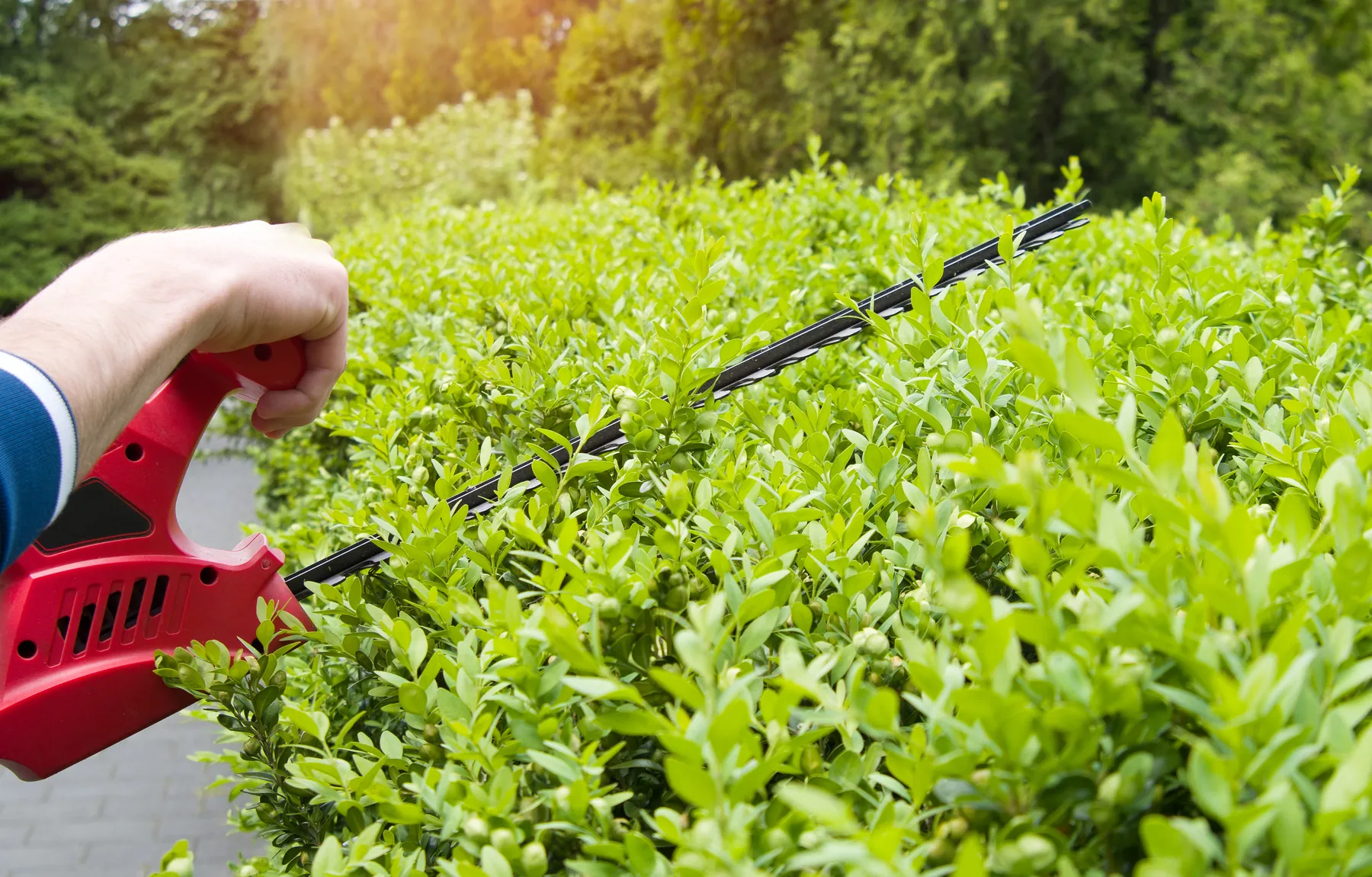 Red electric hedge trimmer cutting along the side of a green hedge
