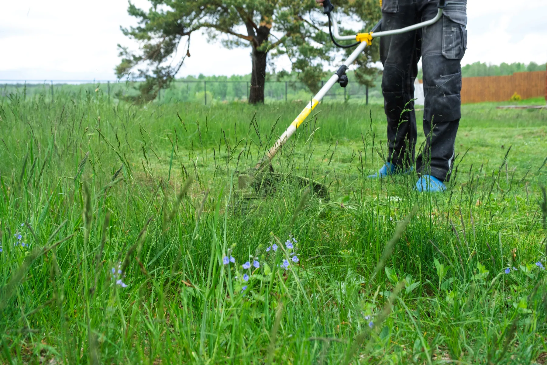 Weed eater cutting back an overgrown lawn