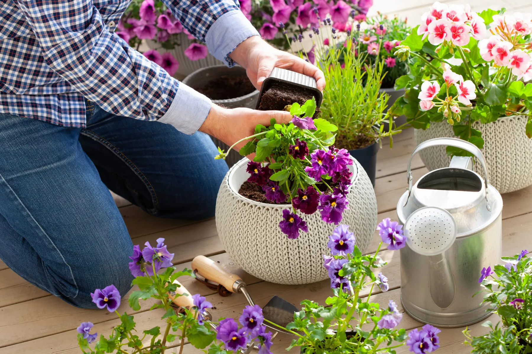 Hands planting purple pansies into a white pot beside a watering can