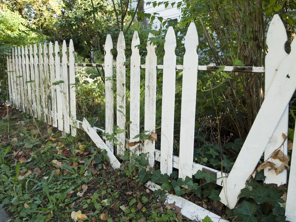 Leaning white picket fence half buried in ivy, shrubs, and fallen leaves