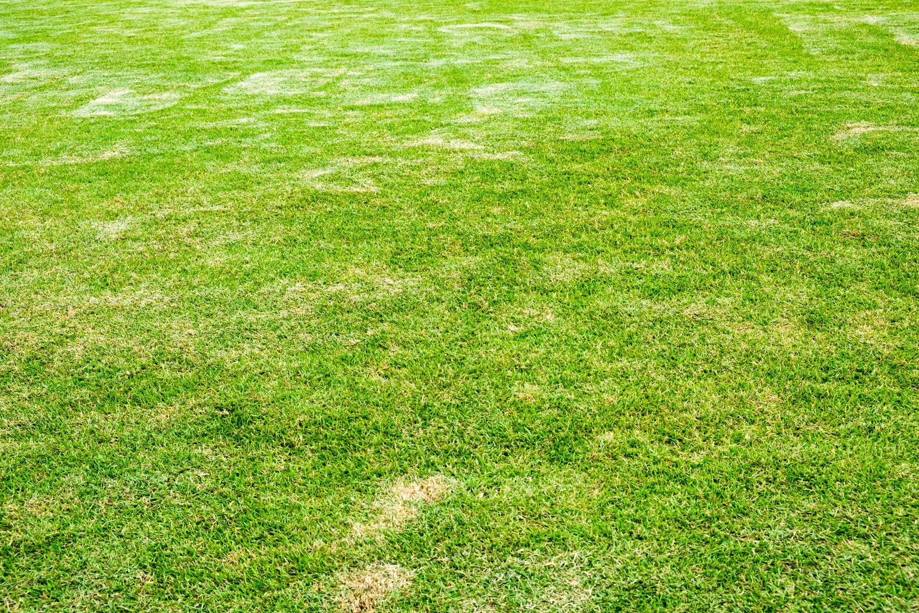 How to Protect Your Lawn From Summer Heat Stress in New Orleans, LA