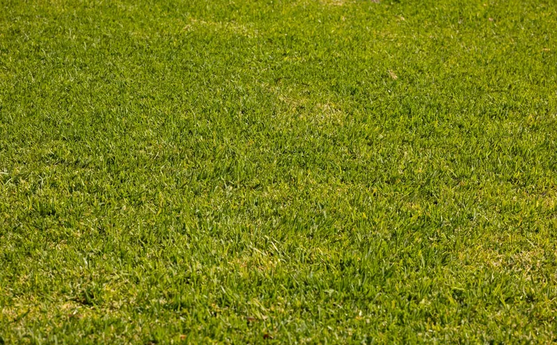 Fine, low lawn grass in bright sun