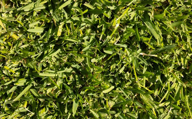 Yellow-green lawn grass with medium blades