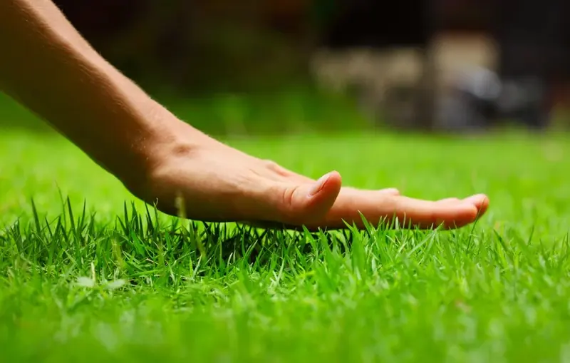 Discover the Optimal Seasons for Lawn Care in New Orleans