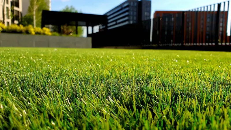 Practical Steps for Dealing with Lawn Diseases and Fungus