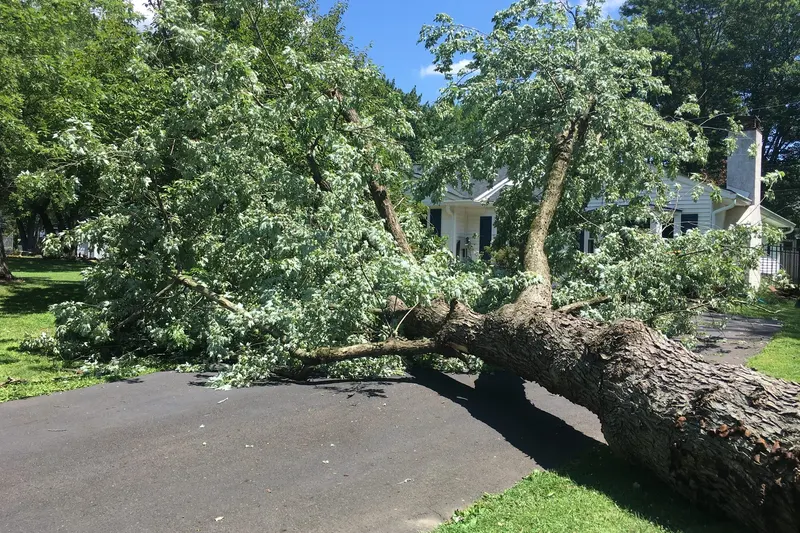 What Does Yard Cleanup Include in New Orleans, LA?