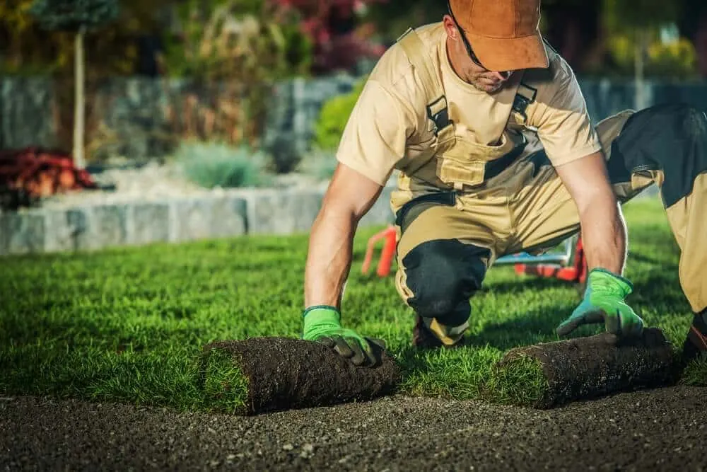 Landscaper laying a fresh roll of sod beside a stone border