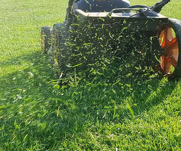 Mower throwing fresh grass clippings across a sunny lawn
