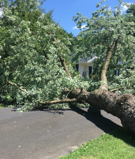 Large tree fallen across a residential driveway after a storm