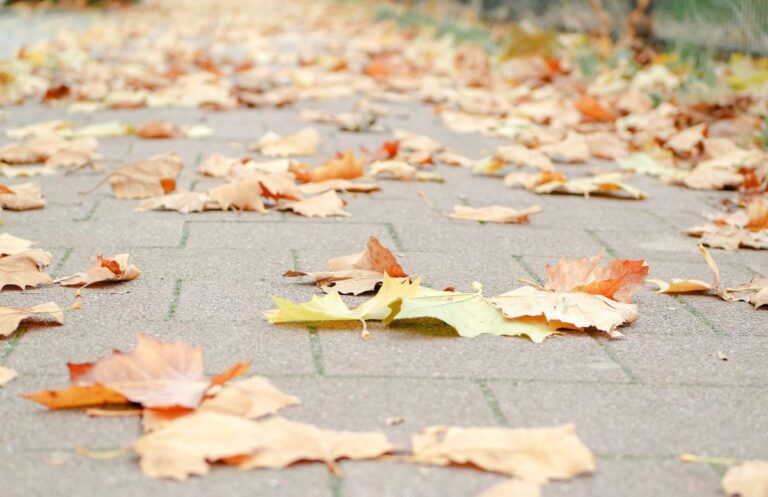 Fallen autumn leaves scattered across a paved walkway