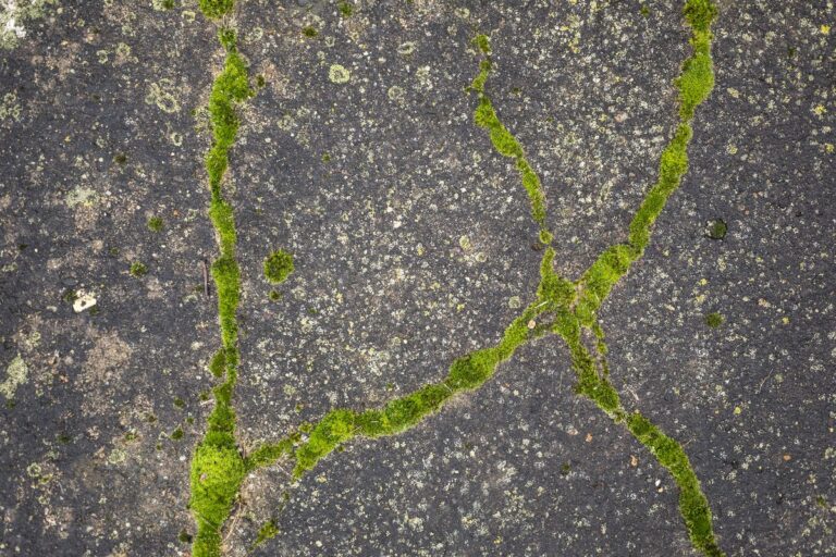 Green moss growing in the cracks of a concrete surface